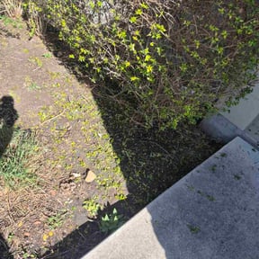 Bush Trimming by AJR Lawn Care reviewed on April 29, 2026