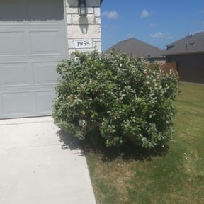 Bush Trimming by JC Lawn Care reviewed on August 17, 2025