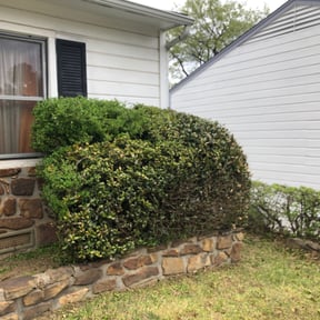 Bush Trimming by Kuttengrass356 llc reviewed on August 18, 2025