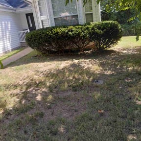 Bush Trimming by C &amp; T Lawn Service  reviewed on November 8, 2025