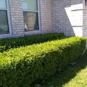 Bush Trimming by Warren B Landscaping and Construction LLC reviewed on August 20, 2025