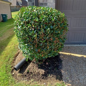 Bush Trimming by BLC3 LLC / Turf Guys reviewed on August 18, 2025