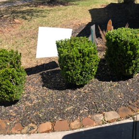 Bush Trimming by E-MACULATE LAWN CARE LLC reviewed on August 20, 2025
