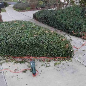 Bush Trimming by Edge True Cut reviewed on February 4, 2026