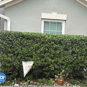 Bush Trimming by Lewis Ground keeping and lawn care LLC reviewed on October 21, 2025