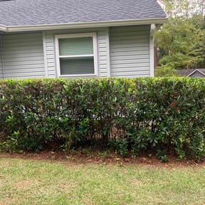 Bush Trimming by Creative Designz reviewed on August 19, 2025