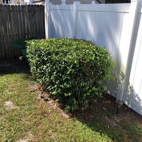 Bush Trimming by Willie Marvin Thomas III reviewed on August 21, 2025