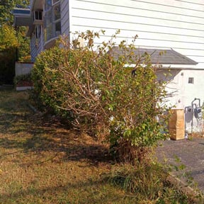 Bush Trimming by Mike's Lawn Care Services N More reviewed on August 21, 2025