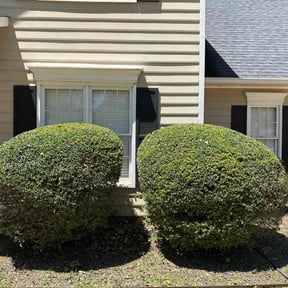 Bush Trimming by Solo Lawns reviewed on August 18, 2025