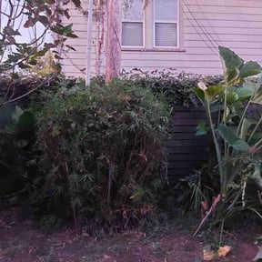 Bush Trimming by Diamante Landscape Maintenance reviewed on August 20, 2025