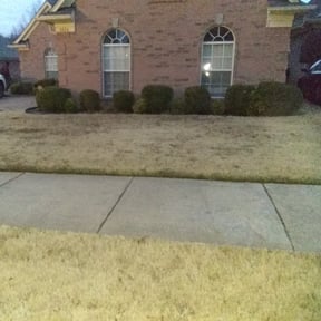 Bush Trimming by Triple H Services LLC reviewed on August 17, 2025