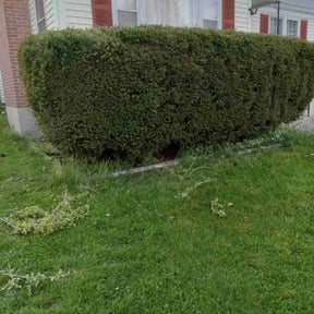 Bush Trimming by Homingbird Lawn Service LLC reviewed on August 17, 2025