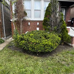 Bush Trimming by Yardly lawn care reviewed on May 2, 2026