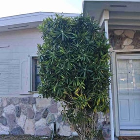 Bush Trimming by Leif&#039;s lawncare service reviewed on October 19, 2025