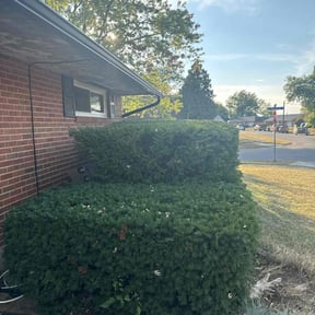 Bush Trimming by Rich Off Lawns reviewed on October 19, 2025