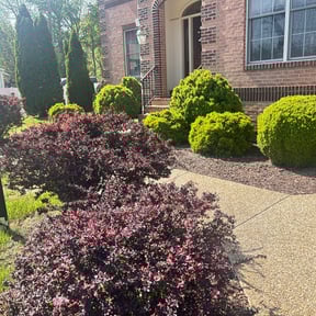 Bush Trimming by Rios Enterprise Lawn Mowing Services LLC reviewed on August 15, 2025