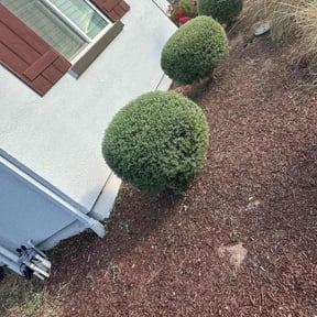Bush Trimming by Green Thumb Agostini Lawn Care and Landscaping reviewed on August 21, 2025
