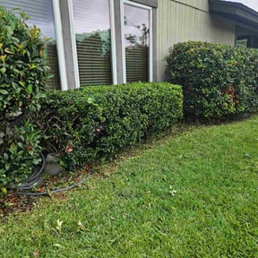 Bush Trimming by Southern roots property group reviewed on November 6, 2025