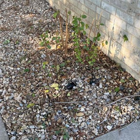 Bush Trimming by Elite Lawn Care reviewed on August 19, 2025