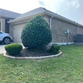Bush Trimming by Aguilars Lawn Service reviewed on August 17, 2025