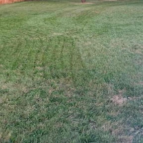 lawn care services by Lawson Services reviewed on May 14, 2024
