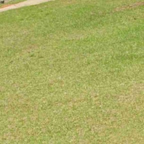 Bush Trimming by Genesis landscape and lawn maintenance reviewed on April 24, 2026