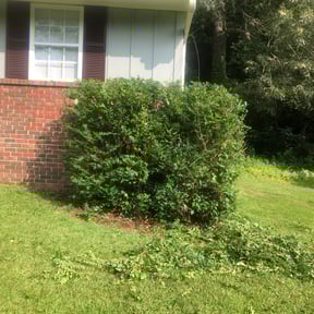 Bush Trimming by Luke's Lawn Care reviewed on August 16, 2025