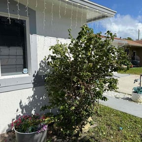 Bush Trimming by Ausmus Gardencare reviewed on December 24, 2025