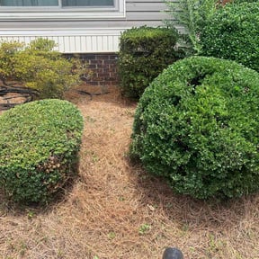 Bush Trimming by Leaf it to Me reviewed on December 2, 2025