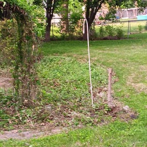 Bush Trimming by Colorado Lawns reviewed on August 20, 2025