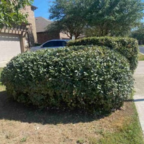 Bush Trimming by Pro Lawn Cut reviewed on August 17, 2025