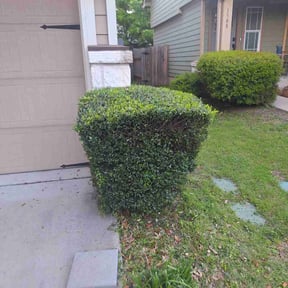 Bush Trimming by Loza Lawn & Home Services reviewed on August 21, 2025