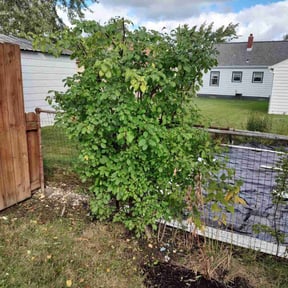 Bush Trimming by Landscaping reviewed on August 18, 2025