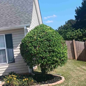 Bush Trimming by 2Guysandalawnmower reviewed on May 20, 2026