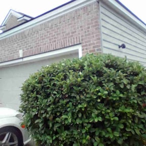 Bush Trimming by Anthonys Home &amp; Outdoor Services llc reviewed on November 21, 2025