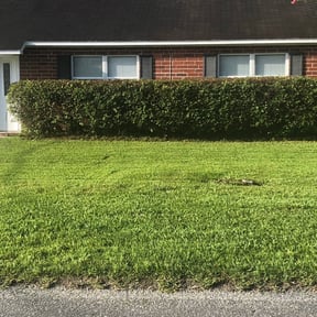 Bush Trimming by Peninsulaservices1@gmail.com reviewed on May 2, 2024