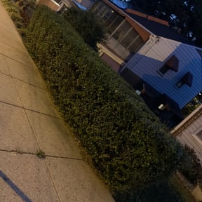 Bush Trimming by Triple 3 Lawn Care LLC reviewed on August 16, 2025