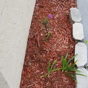 Flower Bed Weeding by EZ Taskin LLC reviewed on August 17, 2025