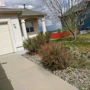 Bush Trimming by KevnLori Professional Lawn Care LLC reviewed on August 19, 2025