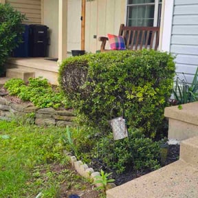 Bush Trimming by Rusted Vine reviewed on December 23, 2025