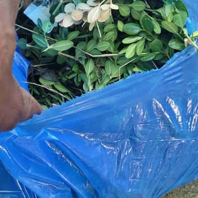 Bush Trimming by Y&amp;R reviewed on May 7, 2025