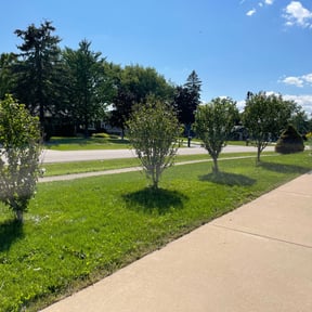 Bush Trimming by Handy Home Care LLC reviewed on August 16, 2025