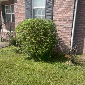 Bush Trimming by Keith Vickers reviewed on April 5, 2026