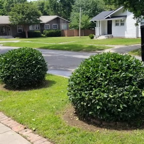 Bush Trimming by Fathers N Sons Lawn Care reviewed on August 15, 2025