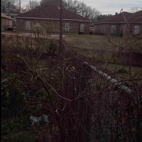 Bush Trimming by Buzz Yard Services reviewed on February 4, 2026