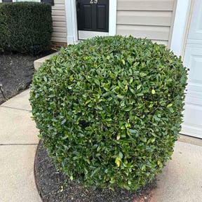 Bush Trimming by Westsidelawncareservicesllc reviewed on March 26, 2026