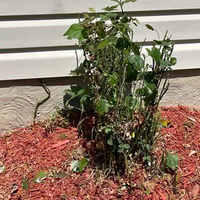 Bush Trimming by Tony’s Lawn Care reviewed on August 15, 2025