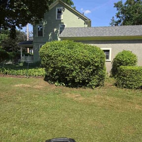 Bush Trimming by Michiee Bee Lawn Care reviewed on December 3, 2025