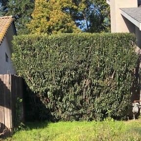 Bush Trimming by ADG Lawncare Services, LLC reviewed on August 20, 2025