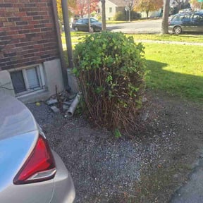 Bush Trimming by JBSglobal property management corporation reviewed on November 21, 2025